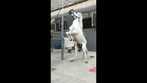 Funny Horse Video