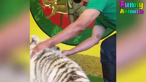 Funniest Animals Attacking Humans Videos