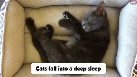 For Cat Lovers🐱! What Your Cat's Sleeping Position Reveals About Their Health and Personality