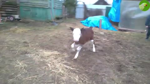 Calves Videos🐄 Adorable Baby Cows