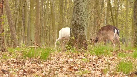 2 Fallow Deer Bucks Fighting