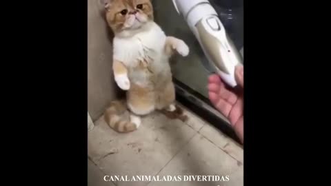 Vídeo graciosos de perros y gatos