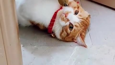 Cute cat and duck very funny video 😂😂 Must watch