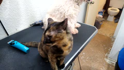 Shop Cat eases Senior Dog for Grooming