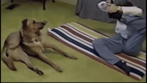 Gif video of contortionist dog