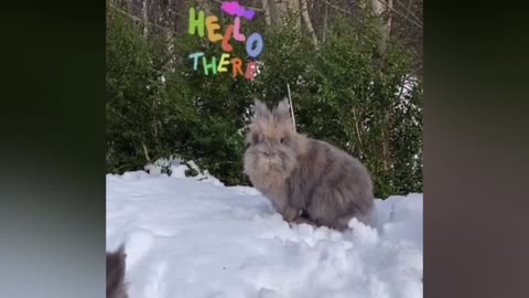 Cute Bunny Videos Compilation