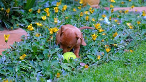 Puppy playing in the middle of flowers