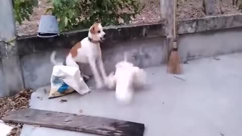 Chicken VS Dog Fight :- You'll be shocked to see how the chicken bullied the Dog
