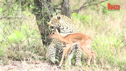 Leopard 'Bestfriend' impala: unusual Predation