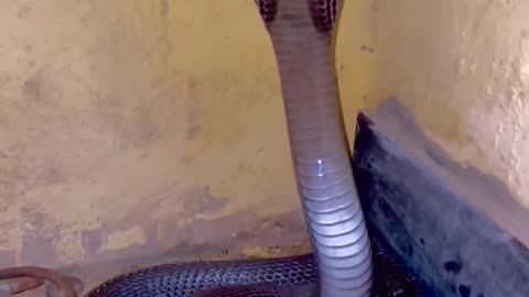 Angry king cobra