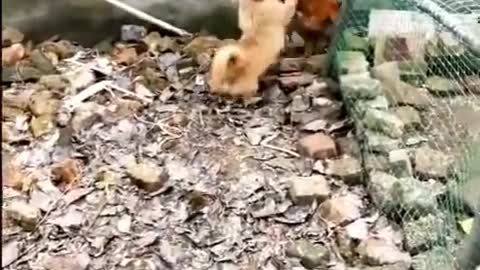 Dog vs Chicken Epic battle