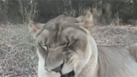 funny animal sneezes