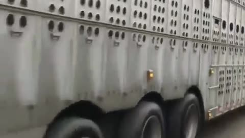 Truck Plows Through Protesters!