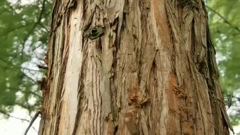 barked tree trunk