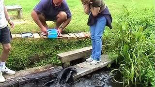 Eels Leap Out Of Water For Feeding Time