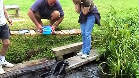 Eels Leap Out Of Water For Feeding Time