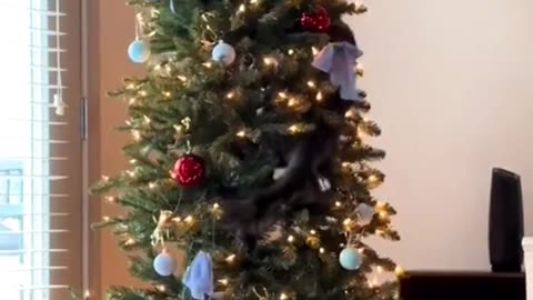 kitty vs Christmas trees