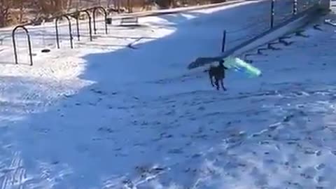 Fun Snow dog