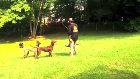 Training A 4-Year Old German Shepherd | German Shepherd Dog Training in Virginia | To Learn More Click The Links Below