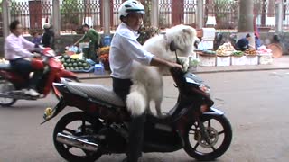 Bid Dog - Dog Riding on Motorcycles and Compilation.