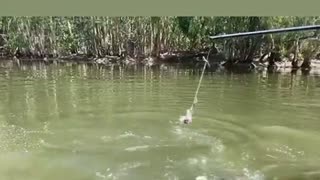 Crocodile trying to catch fish