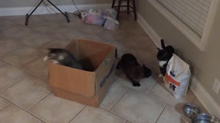 CATS FIGHTING OVER A BOX