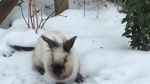 Slow motion video of an excited bunny in the snow