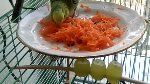 parrot eats