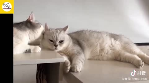 Two cute cats are "kissing" together
