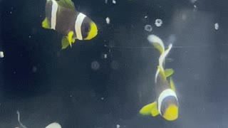 3 Week Baby Clarkii Clownfish