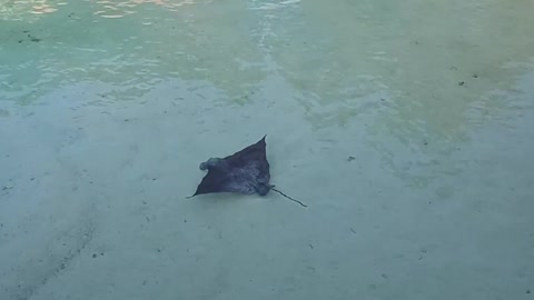 A Ray is roaming around the ocean shore spotted