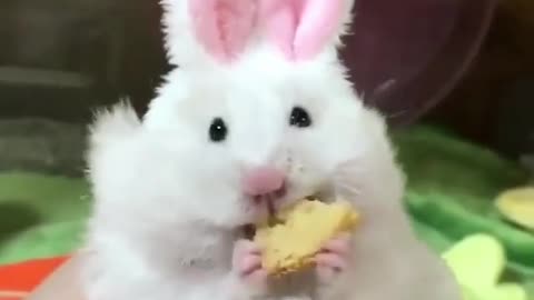 hamster eating cheese