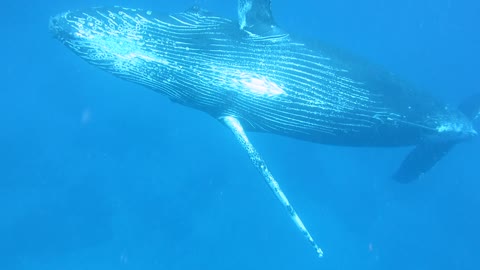 Diving Alongside A Magnificent Humpback Whale