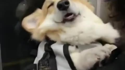 Cute Dog Falls Asleep While Riding The Train.