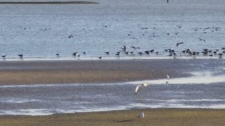 BIRDS IN GALVESTON BAY