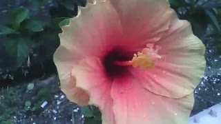 Flor hibisco está muito charmosa, amarela e um toque de rosa [Nature & Animals]