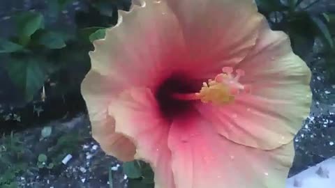 Flor hibisco está muito charmosa, amarela e um toque de rosa [Nature & Animals]