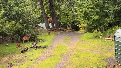 NW NC at The Treehouse 🌳 Deer 🦌 fawns 🦌 Either the fawns made friends or Lady and Hattie adopted