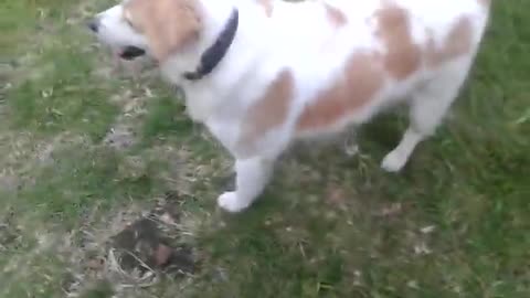 Dog is so curious about the camera light