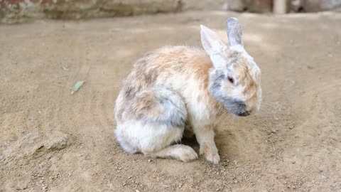 A super different rabbit with different colors