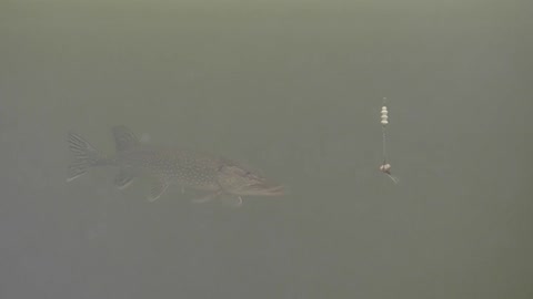 Under water camera fishing