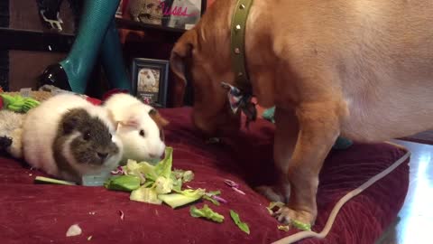 Dog thinks he’s a big guinea pig