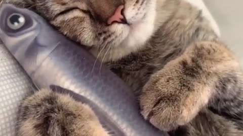 Lovely and Funny Animals Funny Cat video Clip