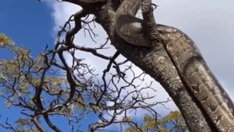 Largest python snake up a tree!