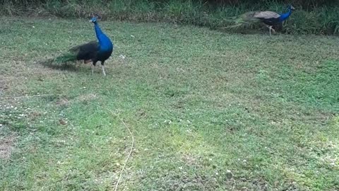 peacocks wild florida 2