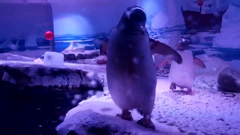 SEA LIFE - London Aquarium - Gentoo Penguin