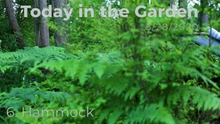 Today in the Garden - 6. Hammock