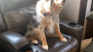 Australian Shepherd Smiles to Get Out of Trouble