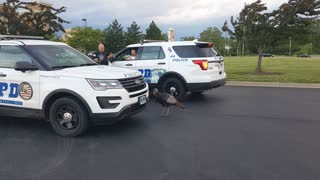 Turkey Chases Down Cop Car