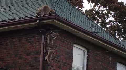raccoon family of 7 invading an empty house , funny footage